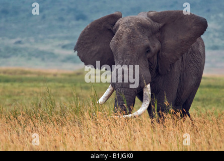 L'éléphant africain (Loxodonta africana), Old Bull, la Tanzanie, le cratère du Ngorongoro Banque D'Images