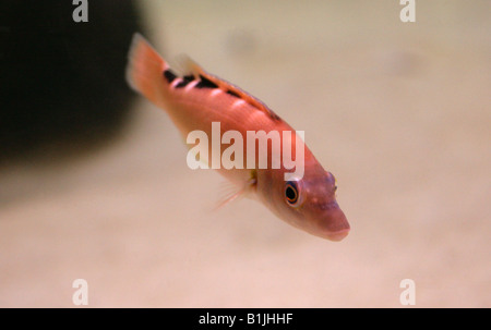 Cuckoo Wrasse, Labrus mixtus, Syn. L. bimaculatus Banque D'Images