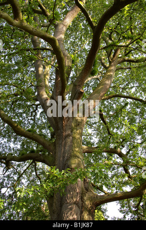 Feuilles de châtaignier, chêne Quercus castaneifolia, Fagaceae, Caucase ...