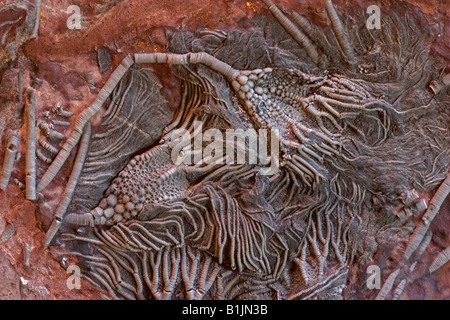 Crinoïde fossile (Scaphycrinites elegans sp) - Erfoud sud Maroc - Banque D'Images