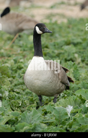 Bernache du Canada Comité permanent parmi la végétation sur la flotte à Abbotsbury Banque D'Images