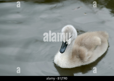 Cygne muet cygnet nager dans la flotte à Abbotsbury Banque D'Images