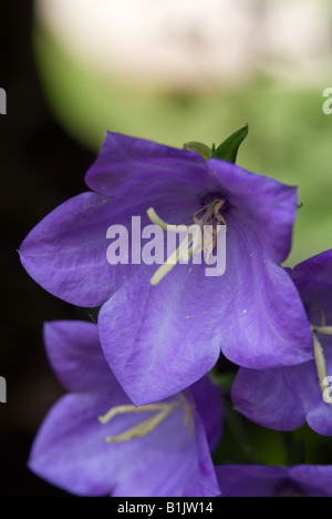 Une floraison bleue Campanula dans un jardin de Cheshire England Royaume-Uni Banque D'Images