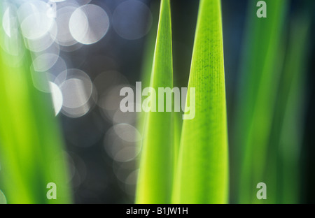 Close up de vert frais rétroéclairé feuilles plates, des iris jaunes avec des blobs de flou artistique de la lumière sur l'eau sombre derrière Banque D'Images