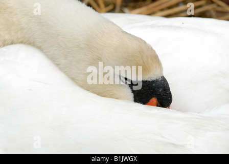 Cygne muet pen endormi avec sa tête rentrée dans ses plumes de Abbotsbury Swannery Banque D'Images