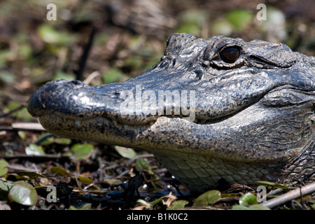 L'Est du Texas sur l'ensoleillement Alligator rives boueuses d'un lac. Banque D'Images