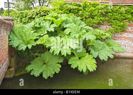 De plus en plus par l'essai de la rivière Gunnera à Stockbridge donner abri et de l'ombre pour les poissons dans l'eau sous Banque D'Images