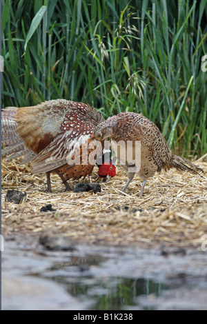 Paire Faisan de Colchide Phasianus colchicus dans la parade nuptiale AVANT L'ACCOUPLEMENT Banque D'Images