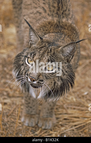 Le Lynx ibérique (Lynx pardinus) Espagne en voie de disparition Banque D'Images