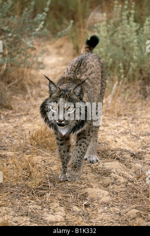 Le Lynx ibérique (Lynx pardinus) en voie de disparition Banque D'Images