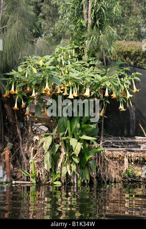 Angel's Trumpet Brugmansia suaveolens Solanaceae Arbre aux côtés des canaux de plus en plus des jardins flottants de Xochimilco Mexique Banque D'Images