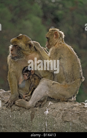 Macaque de Barbarie (Macaca sylvanus) Les parents et les jeunes vulnérables de l'UICN - Gibraltar Banque D'Images