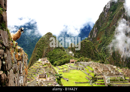 Llama surplombant le Machu Picchu Banque D'Images