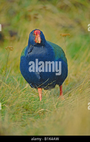 Notornis (Takehe mantelli) Nouvelle-Zélande - espèces Banque D'Images