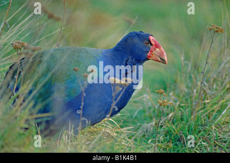 Notornis (Takehe mantelli) Nouvelle-Zélande - espèces Banque D'Images