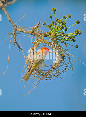 Weaverbird à tête rouge (Anaplecpes rubriceps) mâle en nid - Afrique Zimbabwe Banque D'Images