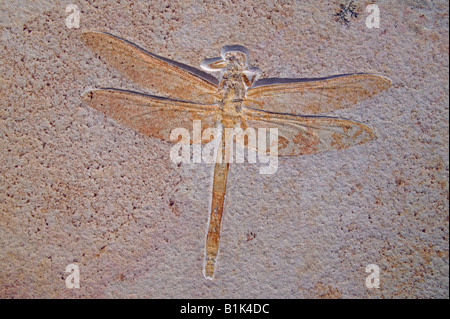 Libellule fossile (PSP) Aeschnogomorphus - Jurassique Supérieur Solnhofen - Allemagne Banque D'Images