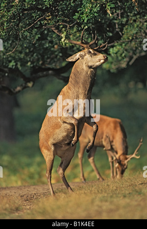 Red Deer [Cervus elaphus] Stag - parcourt - UK Banque D'Images