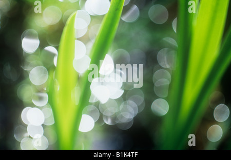 Close up impressionniste de vert frais rétroéclairé feuilles plates, des iris jaunes avec des blobs de flou artistique de la lumière sur l'eau derrière Banque D'Images