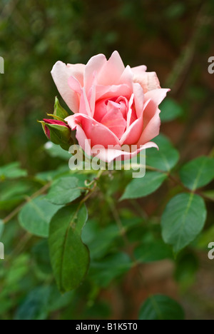 Modèle d'ouverture d'un bouton de rose sur Rosa Albertine AGA en juin Banque D'Images