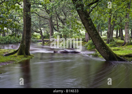 Blackwater Stream in The New Forest after heavy rain. Banque D'Images