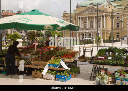 Street market stall la vente de plantes et fleurs par Théâtre National et l'Opéra. Rijeka Croatie Europe Banque D'Images