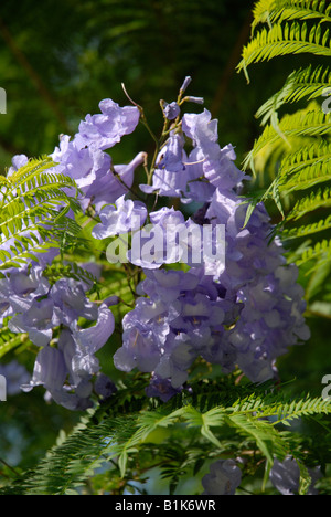 Jacaranda tree in Flower, Javea / Xabia, Province d'Alicante, Communauté Valencienne, Espagne Banque D'Images