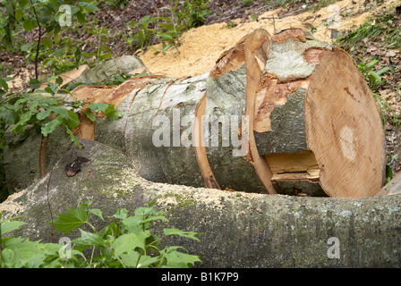 Grand arbre abattu avec une partie du tronc coupé en tranches avec une tronçonneuse - partie d'un régime de conservation. Banque D'Images