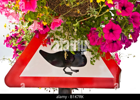 Road sign warning de canards sur la route Banque D'Images
