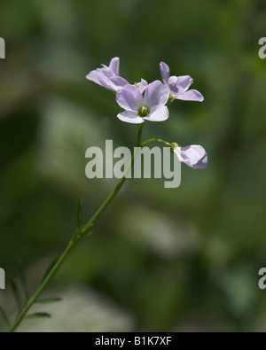 Fleur de coucou ou Lady's Smock Cardamine pratensis Banque D'Images