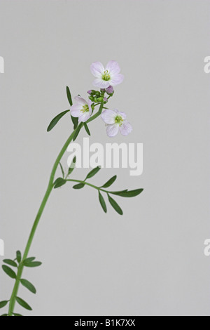 Fleur de coucou ou Lady's smock Cardamine pratensis Banque D'Images