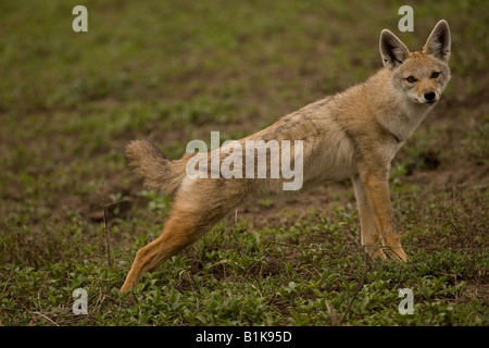 Black-Backed Jackal (Canis mesomelas) à, dans le Ndutu Ngorongoro Conservation Area de Tanzanie Banque D'Images