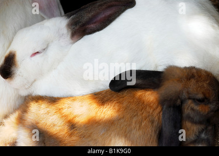 Deux lapins couchage libre blanc et brun Banque D'Images