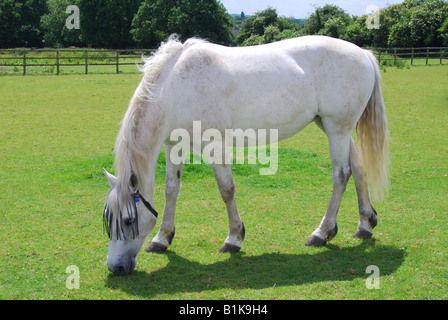 Cheval gris dans la zone, dans le Suffolk. Angleterre, Royaume-Uni Banque D'Images