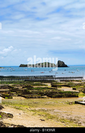 Les parcs à huîtres à marée basse à Cancale Bretagne France Banque D'Images