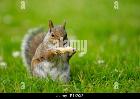 Manger une cacahuète écureuil