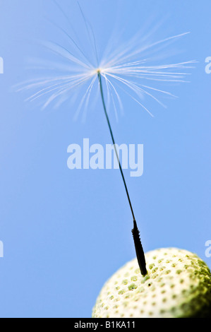 D'une macro de graines de pissenlit sur fond bleu Banque D'Images