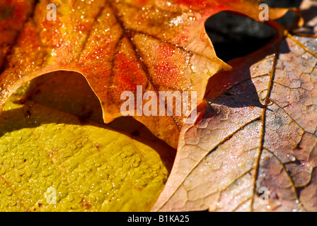 Les feuilles d'automne rosée de macro de couleurs d'automne Banque D'Images