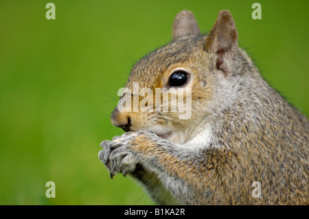 Mignon écureuil gris de l'alimentation Banque D'Images
