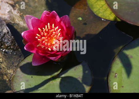 Bassin aux nymphéas et son reflet dans l'étang de jardin. Banque D'Images