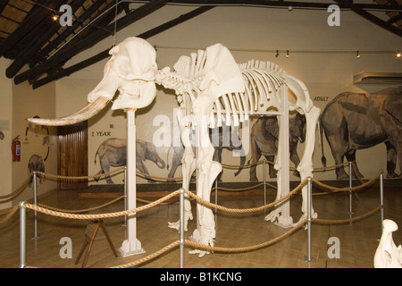 Squelette d'éléphant et au Musée de l'éléphant Letaba, Kruger NP, Afrique du Sud. Banque D'Images