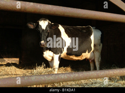 Vaches dans une étable Banque D'Images