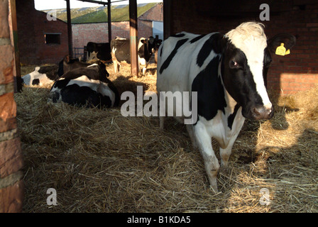 Vaches dans une étable Banque D'Images