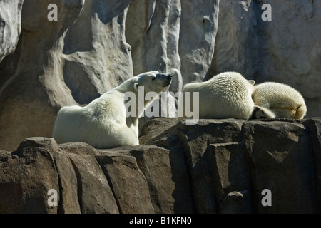 Ours blancs polaires se relaxant sur les ROCHERS ZOO Toledo Ohio aux États-Unis États-Unis personne animaux sauvages horizontal haute résolution Banque D'Images