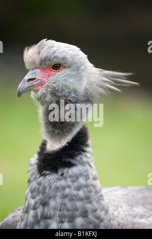 La faune et les milieux humides Trust Slimbridge Gloucestershire Banque D'Images