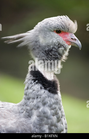 Crested Screamer Wildlife and Wetlands Trust Slimbridge Gloucestershire Banque D'Images