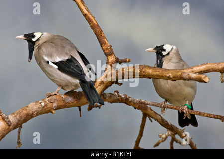 Wattled Starling Creatophora cinerea gros plan détail ne montre personne des oiseaux exotiques regardant haute résolution Banque D'Images