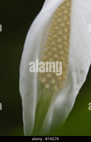 Blanc Spathiphyllum Peace Lily wallisii détail de la maison de plante de fleurs sur fond sombre flou gros plan gros plan détail afficher personne haute résolution Banque D'Images