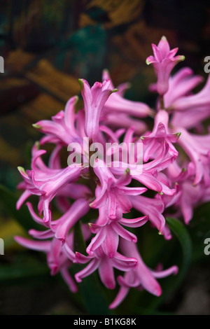 Hyacinthe rose Néerlandais Hyacinthus orientalis une fleur fleurs de printemps couleurs vives nature florale personne aucun gros plan vertical haute résolution Banque D'Images