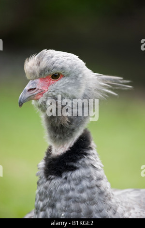 La faune et les milieux humides Trust Slimbridge Gloucestershire Banque D'Images